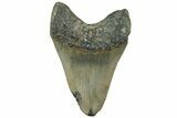 Serrated, Fossil Megalodon Tooth - North Carolina #311830-1